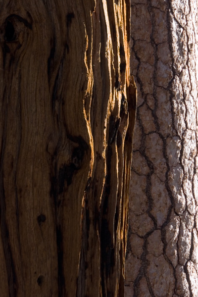 Cedar and Ponderosa Pine, Buckhorn