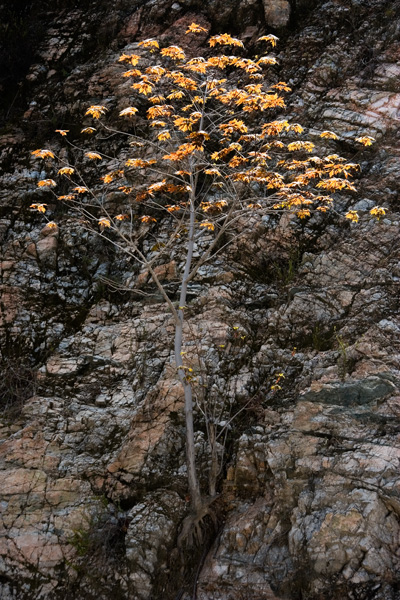 Big Leaf Maple in Spring