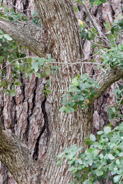 Oak Against Pine, Near Chilao
